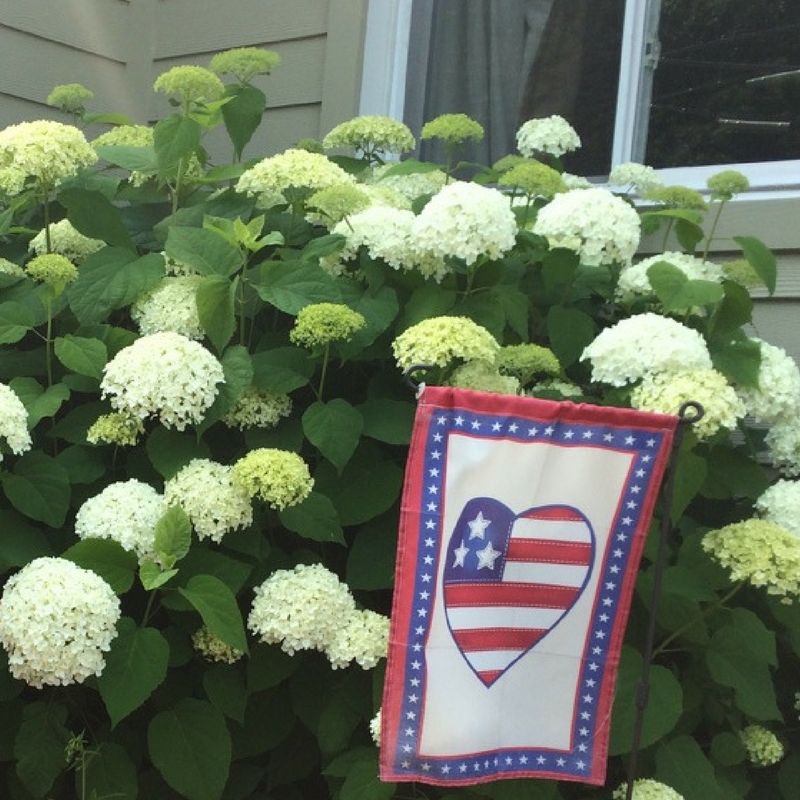 Annabelle Hydrangea